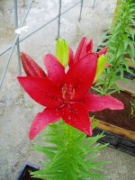 [1609 RedLatin No01.JPG]